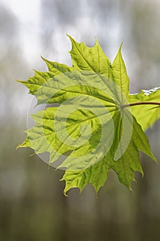 Branch with green maple leaves.