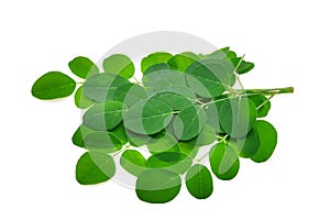 Branch of green moringa leaves,Tropical herbs isolated