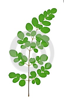 Branch of green moringa leaves,Tropical herbs isolated on white