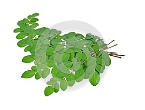 Branch of green moringa leaves,Tropical herbs isolated on white