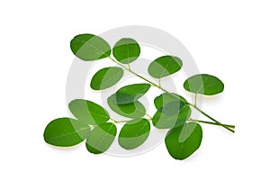 Branch of green moringa leaves,Tropical herbs isolated on white