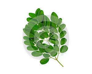 Branch of green moringa leaves,tropical herbs isolated on white background