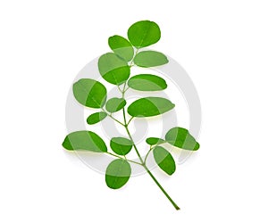 Branch of green moringa leaves,Tropical herbs