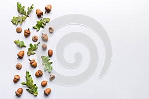 Branch with green oak tree leaves and acorns on colored background, close up top view