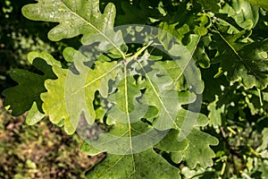 A branch of green oaken leaves in the forest