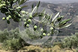 Branch of green olives on plants background landscape