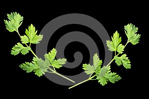 branch of green parsley on a black background