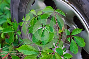 branch of green plants and car wheel to the chassis of an old ru