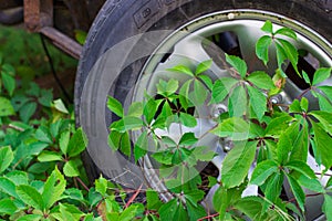branch of green plants and car wheel to the chassis of an old ru