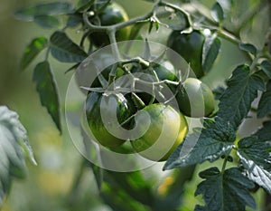 Branch with green tomatoes