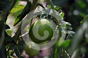 Branch with green tomatoes, garden