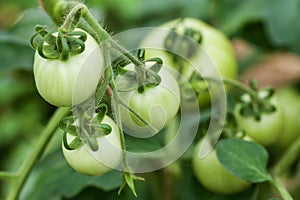 Branch of green underripe tomatoes in greenhouse