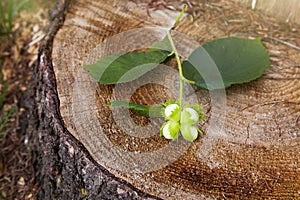 Branch of green unripe hazelnuts on the tree stump.