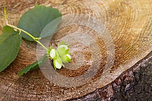 Branch of green unripe hazelnuts on the tree stump.