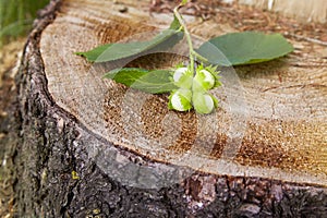 Branch of green unripe hazelnuts on the tree stump.