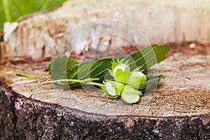 Branch of green unripe hazelnuts on the tree stump.