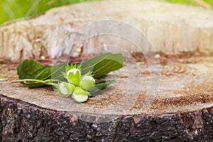 Branch of green unripe hazelnuts on the tree stump.