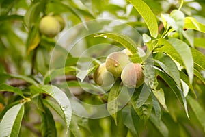 Branch with green unripe peaches on green background