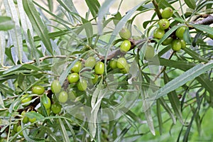 Branch of green unripe sea buckthorn berries