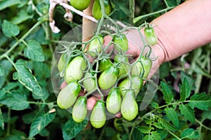 A branch of green unripe tomato on hand of hand