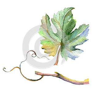 Branch of green vine leaves. Watercolor background illustration set. Isolated grape illustration element.