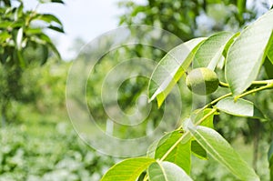 Branch with green walnut