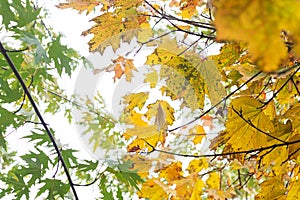 Branch with green yellow autumn maple leaves