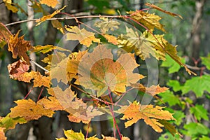 Branch of green, yellow autumn maple leaves in forest