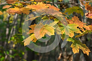 Branch of green, yellow autumn maple leaves in forest