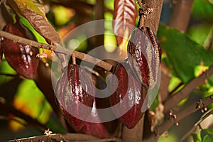 Branch with group cocoa fruits