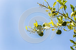 Branch with growing limes against the blue sky, close-up