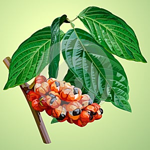 Branch of guarana with leaf and fruit