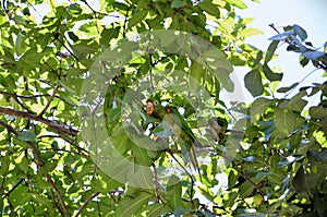 On the branch of the guava tree (Psidium guajava L.), an Aratinga leucophthalma bird calmly eating fruit