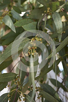 Branch with gumnut of Eucalyptus