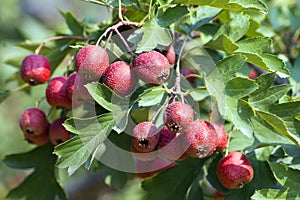 A branch of hawthorn