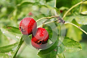 A BRANCH OF HAWTHORN