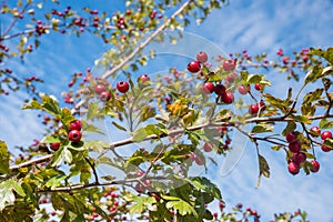 Branch of a hawthorn bush with red berries