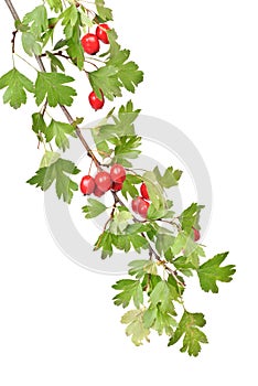 Branch hawthorn with leaves and berry