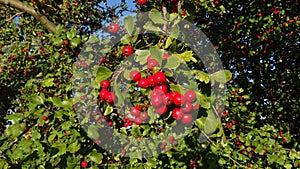 Ramo da biancospino frutti di bosco 