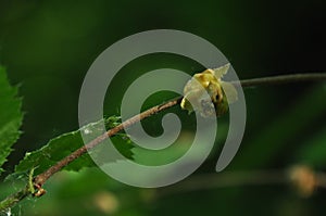 Branch of hazel with bud