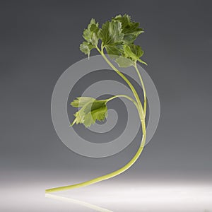 Branch of healthy ripe parsley