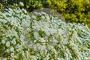 A branch of a hedge of flowered spirea