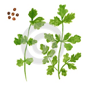 Branch of herb, coriander or parsley with seeds, watercolor illustration