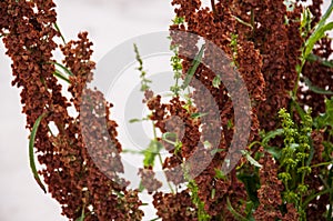 Branch of herbs with brown and green leaves on the background with white. Summer contrast. Opposites