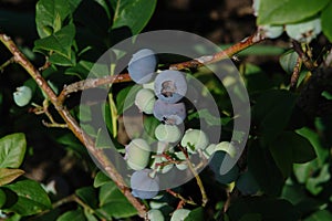 Branch of highbush blueberry Vaccinium corymbosum with large ripening berries in an orchard
