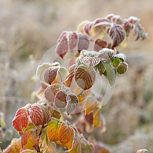 Branch with hoarfrost