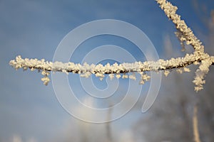 The branch in hoarfrost against the blue sky