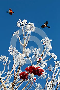 branch in hoarfrost with red berries