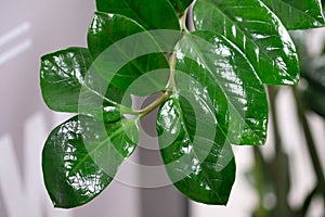 A branch of a home flower with large shiny green leaves.