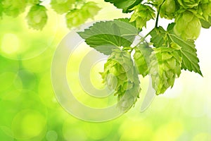 Branch of hop with cones and leaves Humulus lupulus